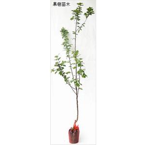ユスラウメ苗木 ゆすらうめ(赤実)の詳細画像1