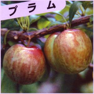 すもも(プラム)苗木 ハリウッド（紅葉すもも） : 植物・園芸専門店 花