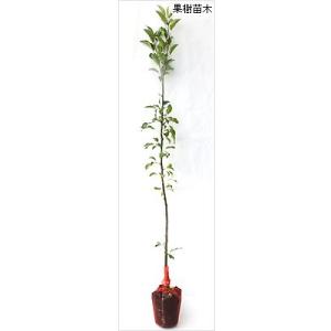 林檎(りんご)苗木 富士(ふじ)の詳細画像1