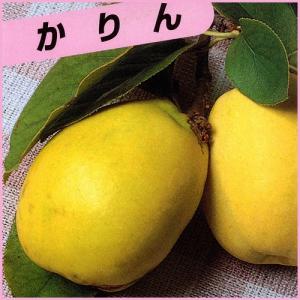 花梨(カリン)苗木 かりんの商品画像