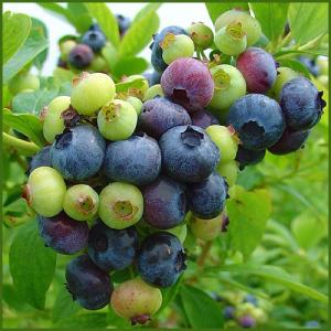 ブルーベリー苗木 超大実＜ハイブッシュ系＞ : 植物・園芸専門店 花育