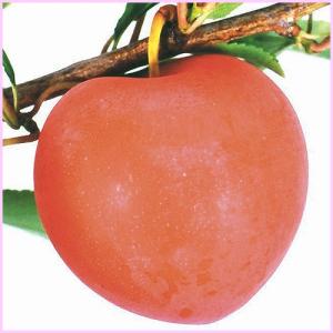 すもも(プラム)苗木 ハリウッド（紅葉すもも） : 植物・園芸専門店 花