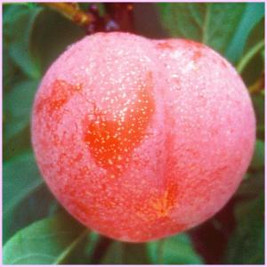 プラム 『 バイオチェリー 』 （ サクランボ×スモモ交配種 ） 13.5cm