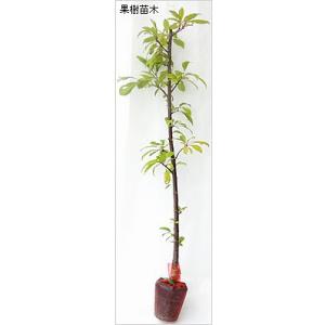 すもも(プラム)苗木 バイオチェリーの詳細画像1