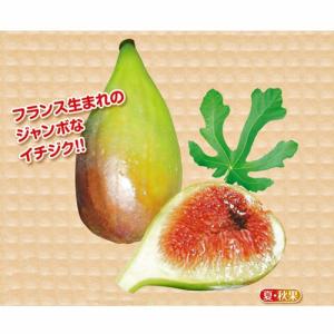 いちじく苗木 バナッチ バナナクイーン ロング...の詳細画像2