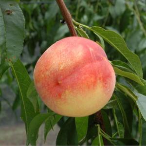 花桃 苗木 【ひなのたき ［登録品種］】 1年生 接ぎ木苗 : 苗木の専門