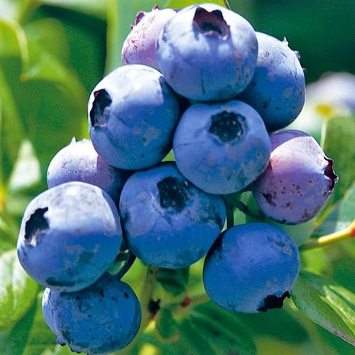 ブルーベリー苗木　クライマックス＜ラビットアイ系＞