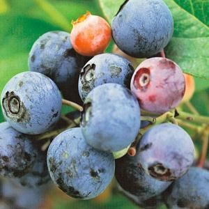 ブルーベリー苗木 フェスティバル＜ラビットアイ系＞（2年生） : 植物