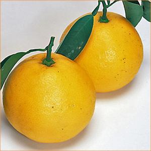 日向夏 （ニューサマーオレンジ） 1年生接木苗 爆買いweek : 苗木部 花