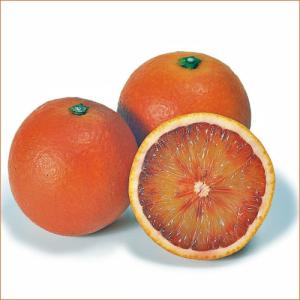 日向夏 （ ニューサマーオレンジ ） 接ぎ木 15cmポット苗【 送料無料