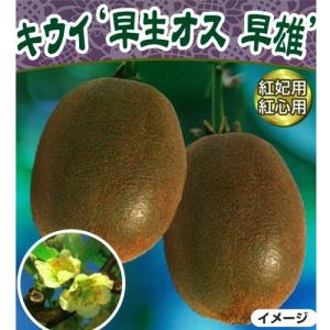 キウイ 苗 ロッキー 黄色系の受粉樹用オス 1年生接木苗 爆買いweek