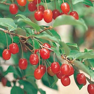 椿（ツバキ)苗　素粧（そしょう)苗木 椿 ツバキの苗木 素粧 そしょう : 植物・園芸専門店 花育通販