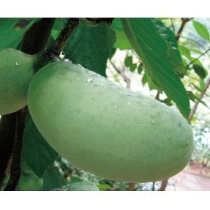 果樹苗木 ポポー（ポーポー） : 植物・園芸専門店 花育通販Yahoo!店