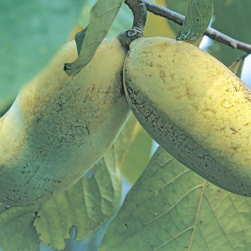 果樹苗木　ポポー（ポーポー）・ペンシルバニア ゴールデン