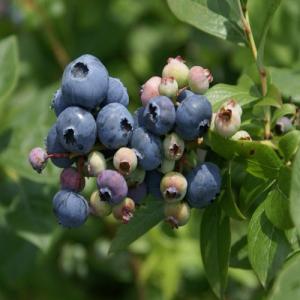 ブルーベリー苗木 ティフブルー ラビットアイ系 : 植物・園芸専門店 花