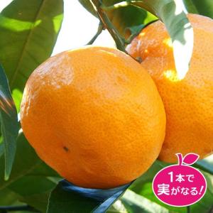 ブラッドオレンジ 苗木 タロッコ 1年生接木苗 爆買いweek : 苗木部 花