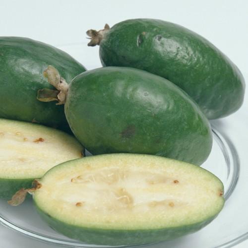 フェイジョアの苗木　アポロ