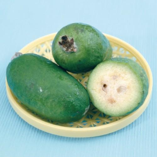 フェイジョアの苗木　トライアンフ