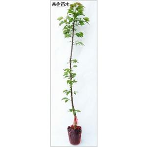 杏(あんず)苗木 ハーコットの詳細画像1
