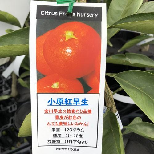蜜柑(ミカン)の苗木　小原紅早生（温州みかん）