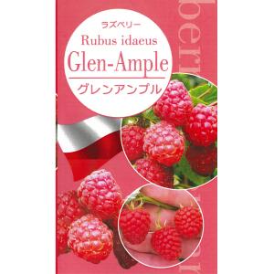 ラズベリー(キイチゴ)苗木　グレンアンプル