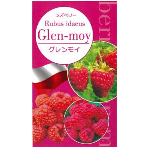 ラズベリー 苗 フルーツ 果実の苗 の商品一覧 苗 花 ガーデニング 通販 Yahoo ショッピング