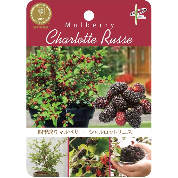 四季なり豊産マルベリー（桑）苗木　シャルロットリュス　10.5cmポット苗