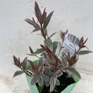 椿 ツバキの苗木 素粧 そしょう : 植物・園芸専門店 花育通販Yahoo!店