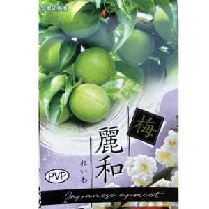 梅(ウメ)苗木　麗和（れいわ）　ＰＶＰ