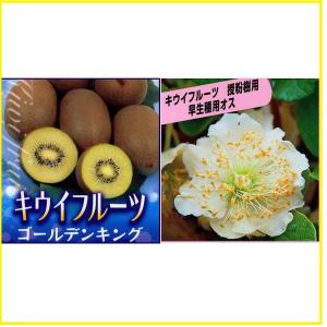 キウイフルーツ苗木(受粉用オス) トムリ : 植物・園芸専門店 花育通販