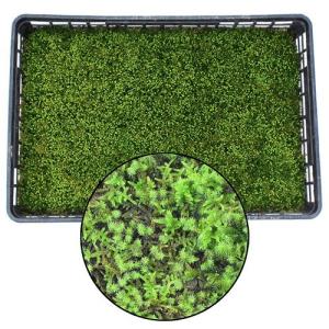 スナゴケ 砂苔 1平米 60cm×30cm(トレー6枚) 1箱 国産 コケ 園芸 日本