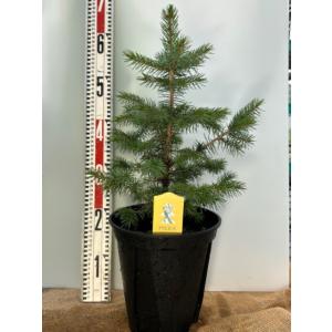 モミの木 苗 苗木 1株 樹高約1m 根巻苗 本物のクリスマスツリー