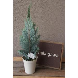 コニファー 『 ムーングロー 』 15cmポット苗 : 花と緑の専門店