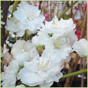 花桃の苗木　照手桃（白花）