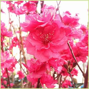 花桃の苗木　照手桃（赤花）