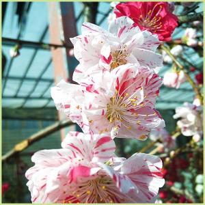 花桃の苗木 源平しだれ桃(咲き分け)の詳細画像2
