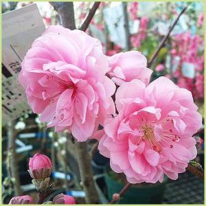 花桃（ハナモモ）の苗木 矢口桃 6号 : 植物・園芸専門店 花育通販