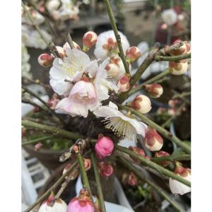 花梅の苗木 思いのまま(咲き分け)の詳細画像1