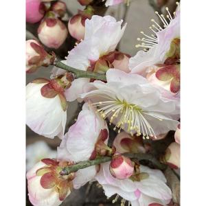 花梅の苗木 思いのまま(咲き分け)の詳細画像2