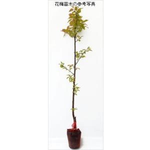 花梅の苗木 思いのまま(咲き分け)の詳細画像4