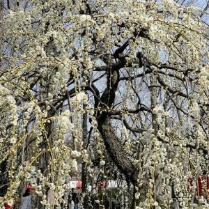 花梅の苗木 鹿児島紅梅 : 植物・園芸専門店 花育通販Yahoo!店 花梅の苗木 鹿児島紅梅 : 植物・園芸専門店 花育通販Yahoo!店