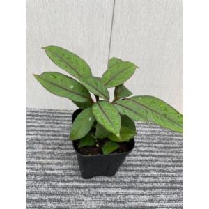 アルピニア バリエガータ（黄斑月桃 キフゲットウ） Alpinia zerumbet