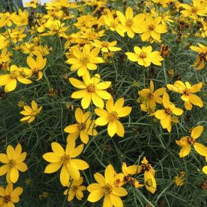 芍薬（シャクヤク/ピオニー） コーラルチャームの苗 : 植物・園芸専門