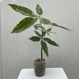 実生苗　斑入りパキラ　Pachira glabra Variegata／迷彩　散り斑　継ぎなし｜hanaikushop