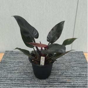 フィロデンドロン ドメスティカム 斑入り 3号 苗 観葉植物