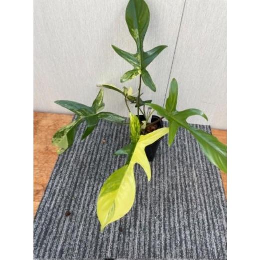 フィロデンドロン　フロリダ ビューティー　Philodendron Florida Beauty　3...