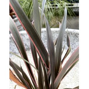 ユッカ グロリオサ'バリエゲイティッド' Yucca gloriosa variegata【5