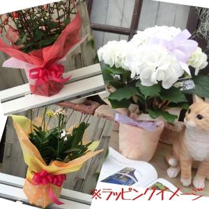 有料・Mサイズギフトラッピングサービス（単品購入不可）