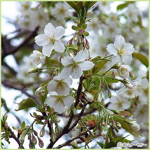 桜（サクラ）苗木　大島桜