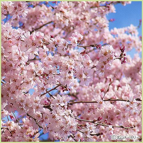 桜（サクラ）苗木　小彼岸桜